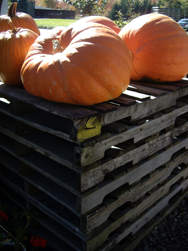 Harvest Cornucopia - NEPA