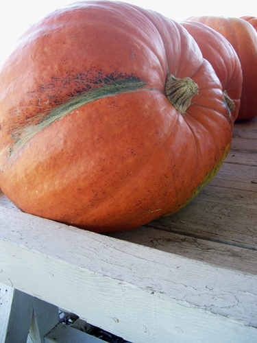 Harvest Cornucopia - NEPA