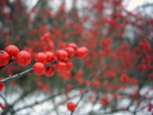 Happy Winter Solstice - Pocono Springs, Newfoundland PA