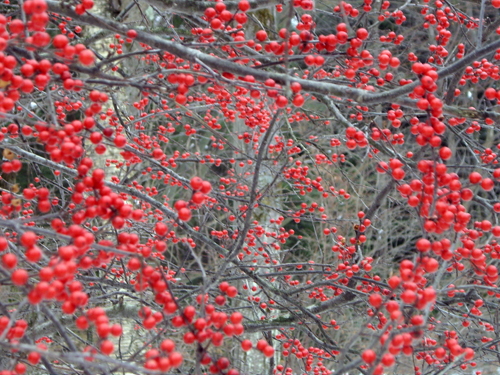 Happy Winter Solstice - Pocono Springs, Newfoundland PA