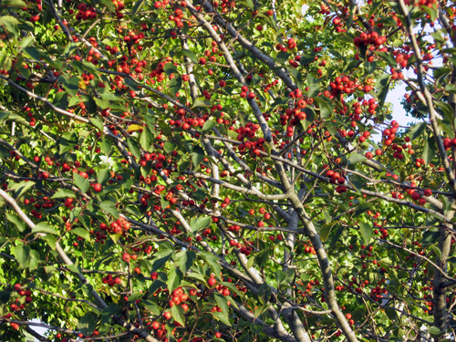 Choke Cherries - Avenue J Park
