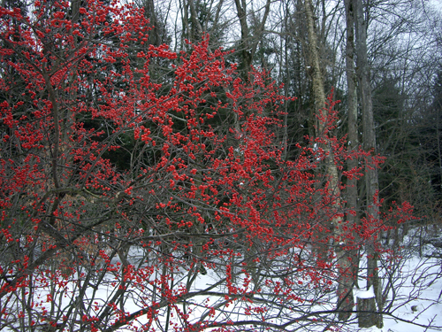Happy Winter Solstice - Pocono Springs, Newfoundland PA