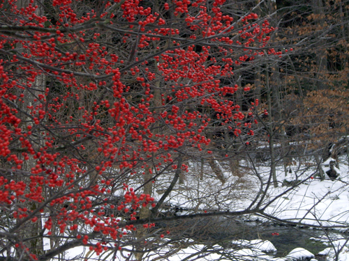 Happy Winter Solstice - Pocono Springs, Newfoundland PA