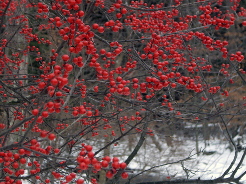 Happy Winter Solstice - Pocono Springs, Newfoundland PA