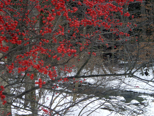 Happy Winter Solstice - Pocono Springs, Newfoundland PA