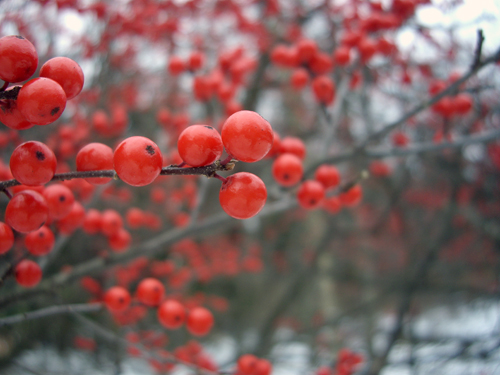 Happy Winter Solstice - Pocono Springs, Newfoundland PA