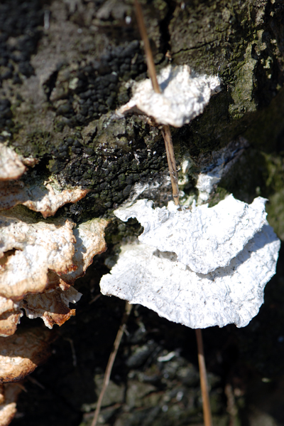 Tree Fungus
