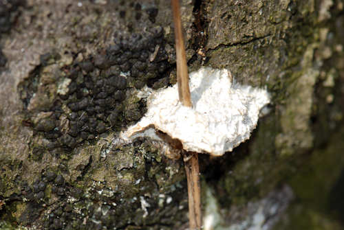 Tree Fungus