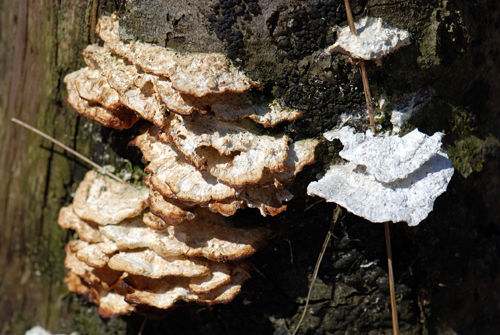 Tree Fungus