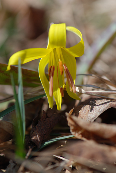 Trout Lily