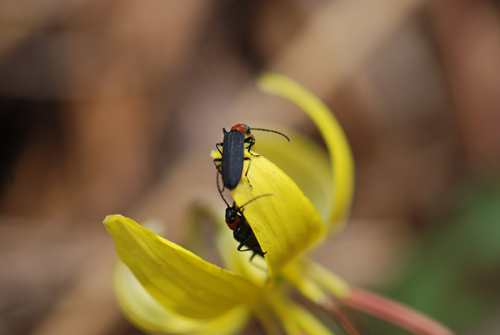 Trout Lily Bugs