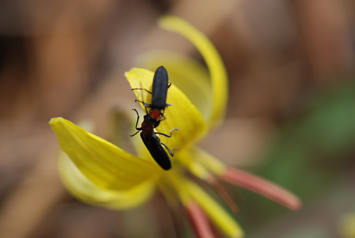 Trout Lily Bugs