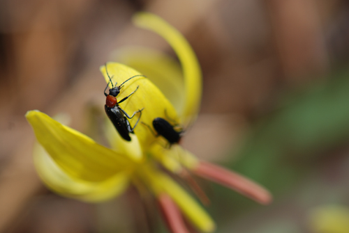Trout Lily Bugs