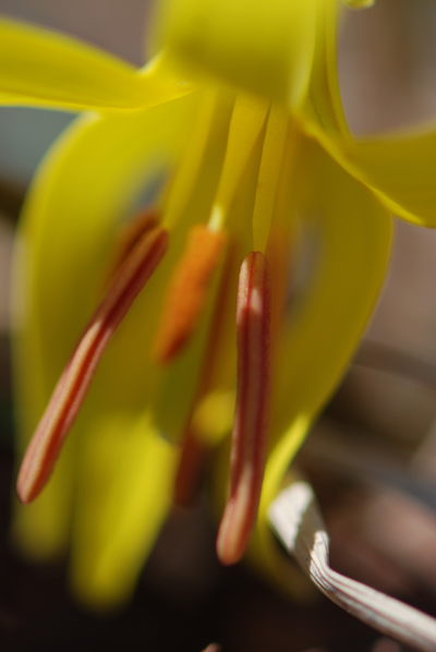 Trout Lily