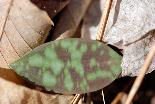 Trout Lily Leaf