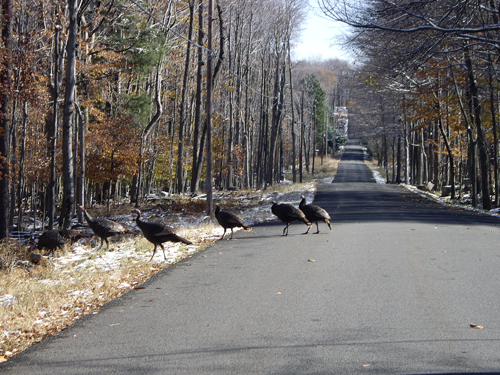 Wild Turkeys Escaping the Slaughter - NEPA