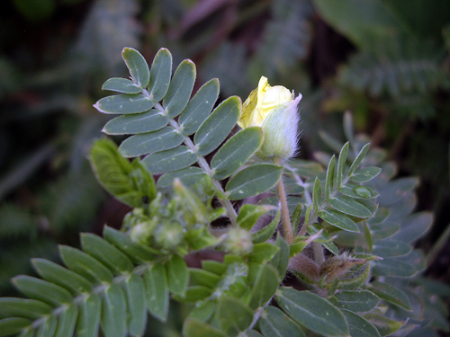 Beach Flowers, Succulents & Wild Orchids - Sebastian Beach, Florida