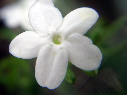 Beach Flowers, Succulents & Wild Orchids - Sebastian Beach, Florida