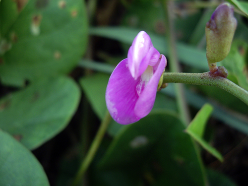 Beach Flowers, Succulents & Wild Orchids - Sebastian Beach, Florida