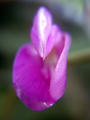 Beach Flowers, Succulents & Wild Orchids - Sebastian Beach, Florida