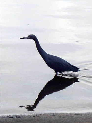 Blue Heron Fishing During Red Tide - Sebastian, Florida