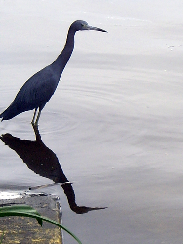 Blue Heron Fishing During Red Tide - Sebastian, Florida