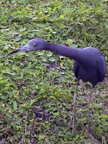 Blue Heron Fishing During Red Tide - Sebastian, Florida