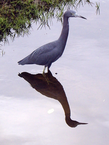 Blue Heron Fishing During Red Tide - Sebastian, Florida