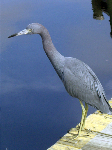 Blue Heron Fishing During Red Tide - Sebastian, Florida