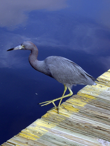 Blue Heron Fishing During Red Tide - Sebastian, Florida
