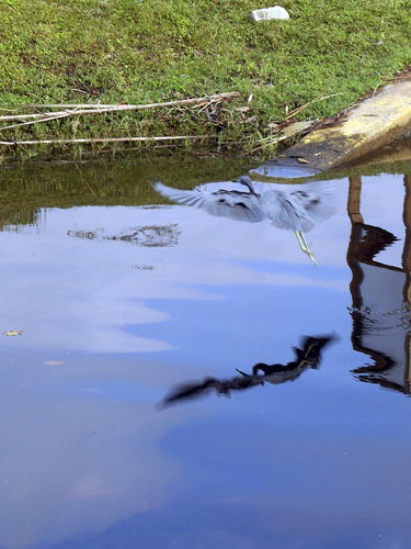 Blue Heron Fishing During Red Tide - Sebastian, Florida