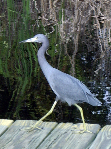 Blue Heron Fishing During Red Tide - Sebastian, Florida