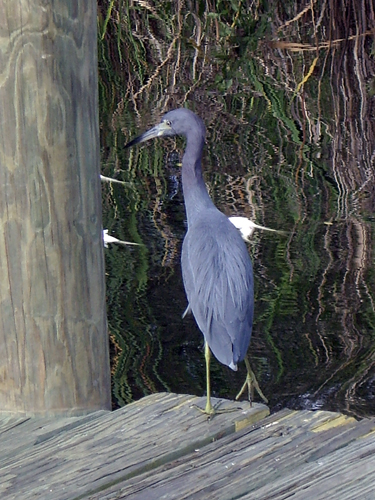 Blue Heron Fishing During Red Tide - Sebastian, Florida