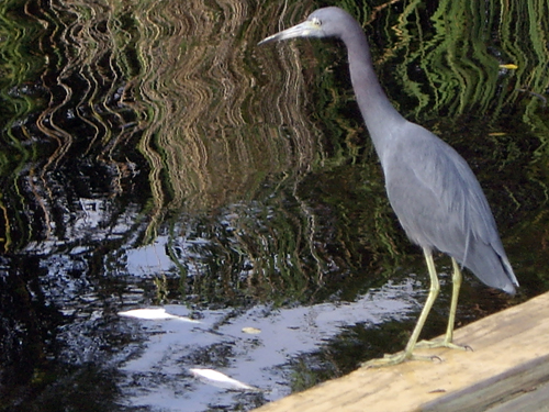 Blue Heron Fishing During Red Tide - Sebastian, Florida