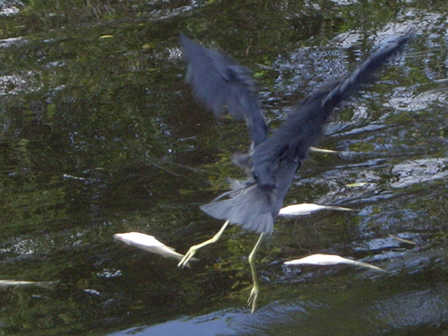 Blue Heron Fishing During Red Tide - Sebastian, Florida