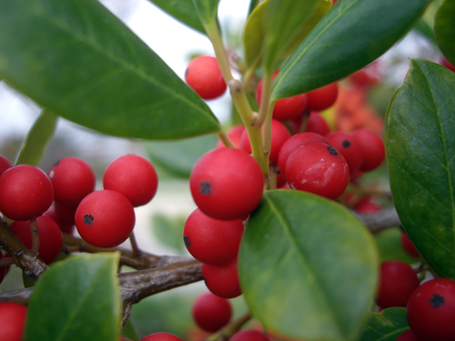 Florida Holly & Bird's Nest