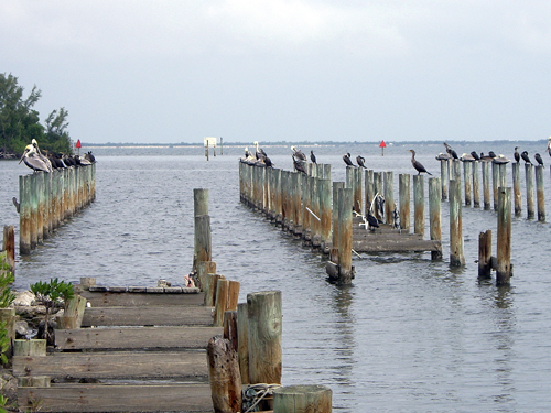 Sebastian's Pelicans - Sebastian FL