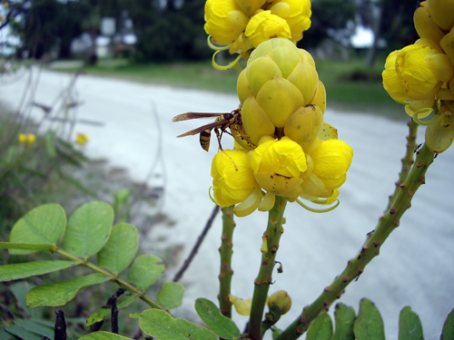 Wabasso Tackle Shop, Weeds & Wasps - Wabasso Beach, FL
