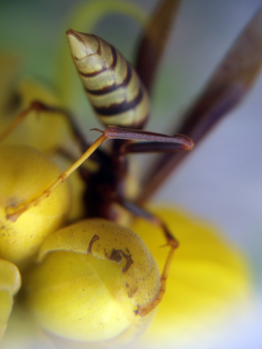 Wabasso Tackle Shop, Weeds & Wasps - Wabasso Beach, FL